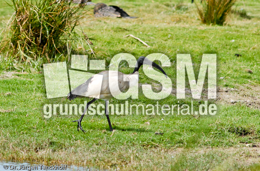 Molukkenibis (1 von 5).jpg